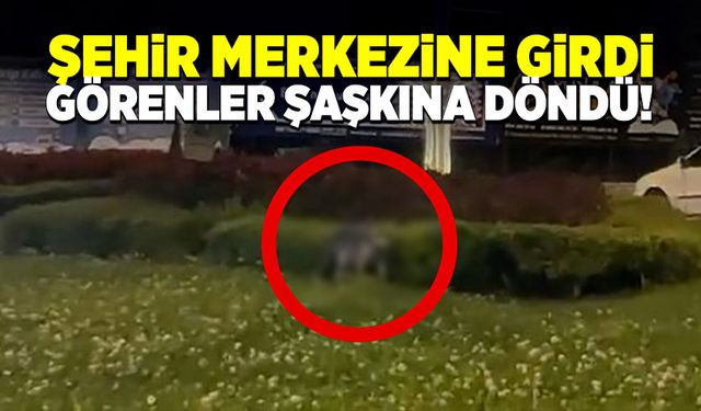 Şehir merkezine girdi, görenler şaşkına döndü!