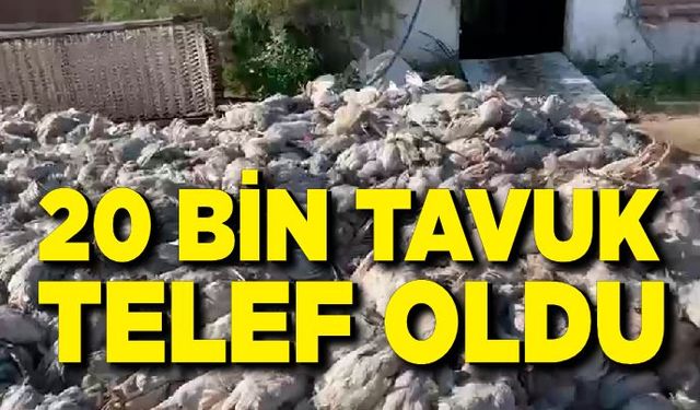 Dumandan boğulan 20 bin tavuk telef oldu