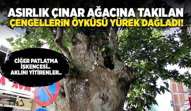 Asırlık çınar ağacındaki çengellerin öyküsü yüreklere kor düşürdü!