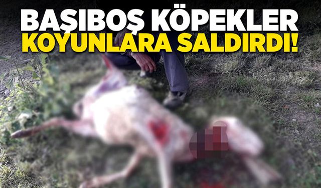 Başıboş köpekler koyunlara saldırdı!