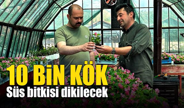 Şehrin güzelleştirilmesi için 10 bin kök süs bitkisi dikilecek