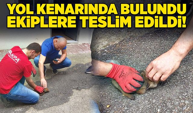 Yol kenarında bulundu: Ekiplere teslim edildi!