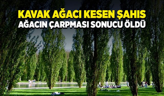 Kavak ağacı keserek geçimini sağlayan şahıs ağacın çarpmasıyla öldü