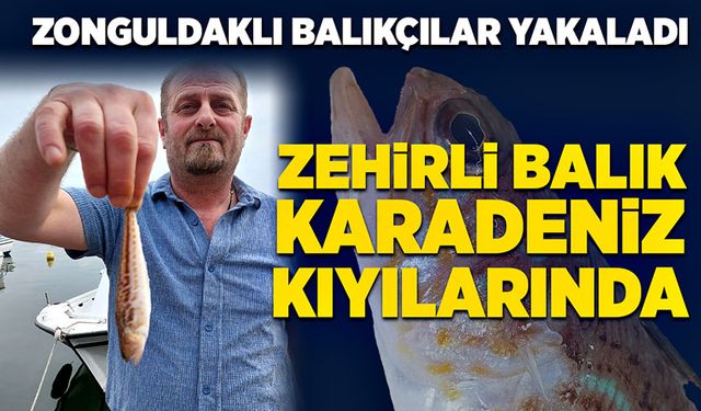 Zonguldaklı balıkçıların ağlarına zehirli balık takıldı