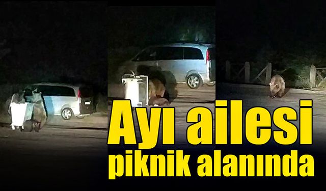 Ayı ailesinin piknik alanında yiyecek arayışı kameralarda!