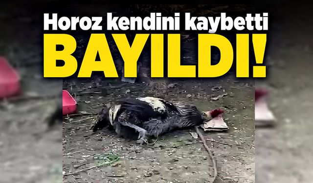 Horoz uzun süre ötünce baygınlık geçirdi!