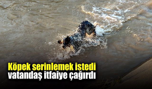 Sıcaktan bunalan köpek dereye girdi, vatandaşlar itfaiyeyi çağırdı!