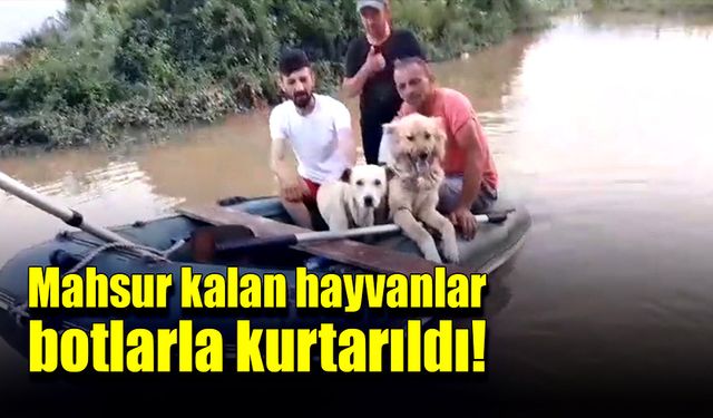 Mahsur kalan hayvanlar botlarla kurtarıldı!