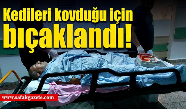 Kedileri kovduğu için bıçaklandı!