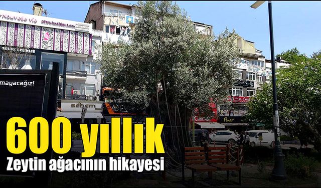 600 yıllık zeytin ağacının hikayesi