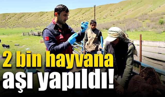 Hayvanlara aşı çalışmaları devam ediyor: 2 bin 5 hayvana aşı uygulandı