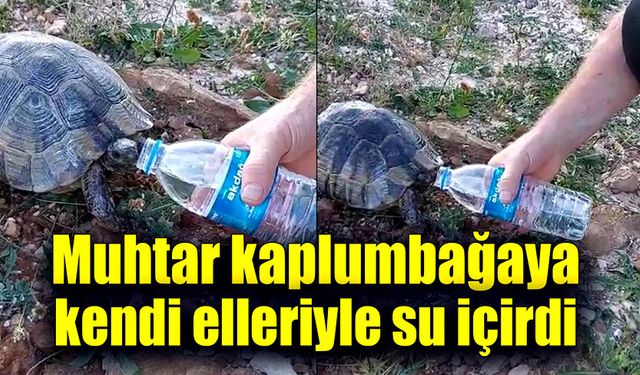 Mahalle muhtarı kaplumbağaya su içirdi