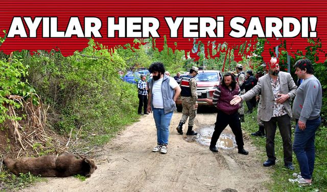 Ayılar her yeri sardı!