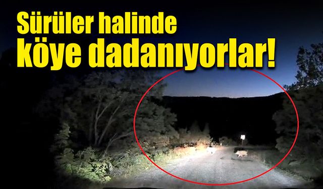 Sürüler halinde köye dadanıyorlar!