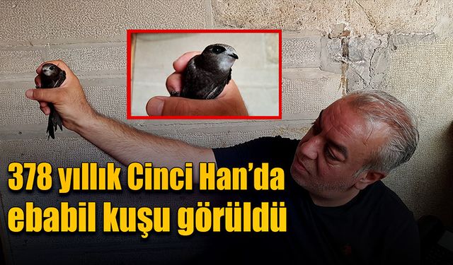 378 yıllık Cinci Han’da ebabil kuşu görüldü