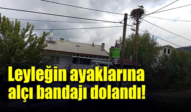 Leyleğin ayaklarına alçı bandajı dolandı!