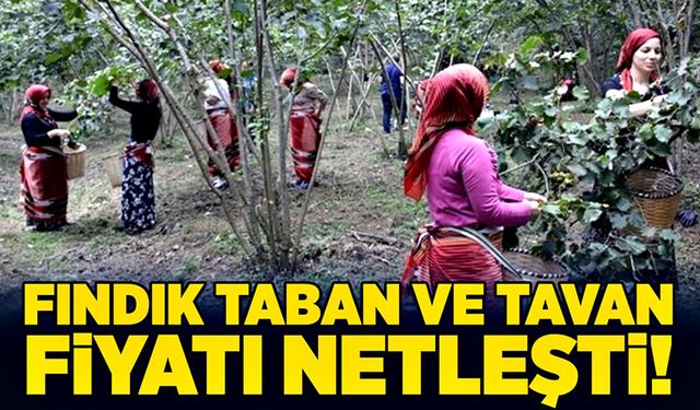 Fındık taban ve tavan fiyatı netleşti!