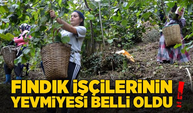 Fındık işçilerinin günlük yevmiyesi belli oldu