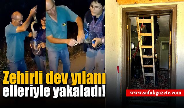 Zehirli dev yılanı elleriyle yakalayıp bidona koydu!