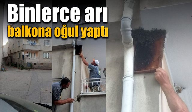 Balkona binlerce arı oğul yaptı!