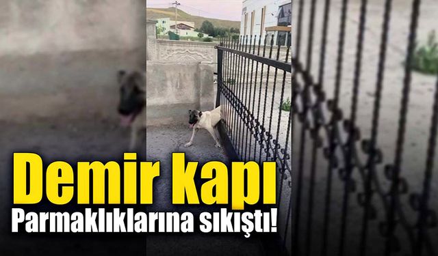 Demir kapı parmaklıklarına sıkıştı!