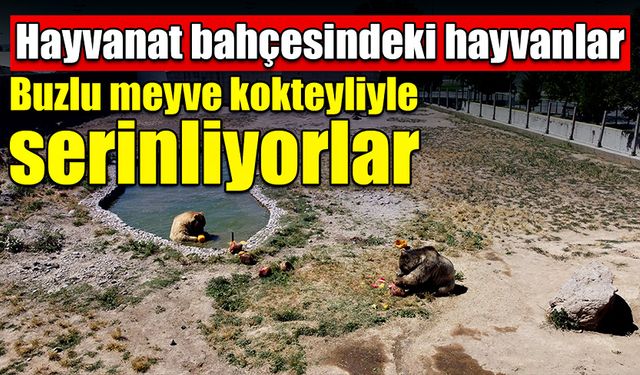 Hayvanat bahçesindeki hayvanlar buzlu meyveli kokteyliyle serinliyorlar