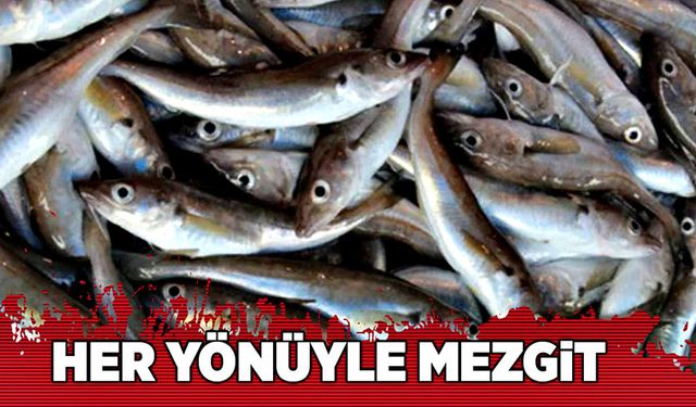 Her Yönüyle Mezgit