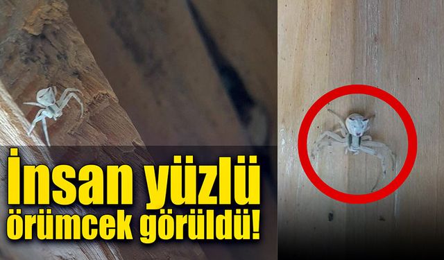 İnsan yüzlü örümcek görüldü!