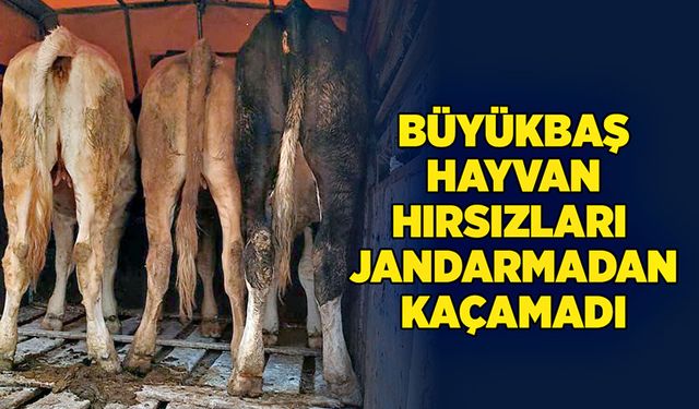 Büyükbaş hayvan hırsızları Jandarmadan kaçamadı!