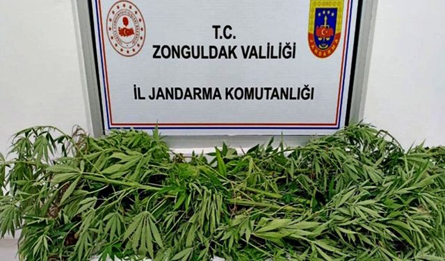 Jandarma kenevir yakaladı!