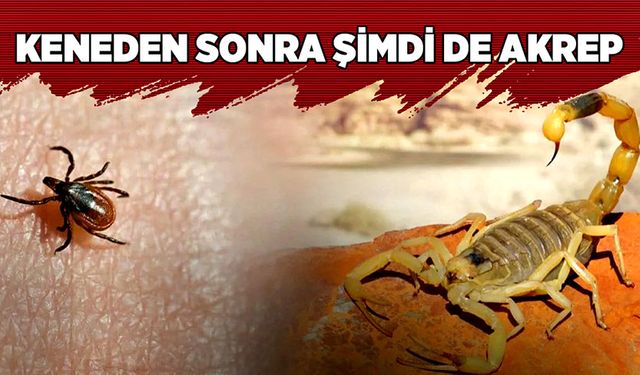 Keneden sonra şimdi de akrep