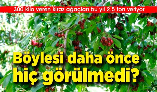 Daha önce böylesi görülmedi; 300 kilo veren kiraz ağaçları bu yıl 2,5 ton veriyor