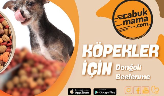 Köpekler İçin Dengeli Beslenme