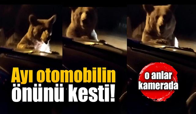 Ayı otomobilin önünü kesti!