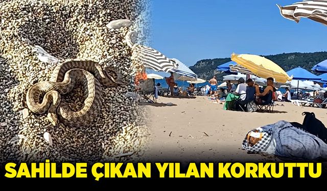 Sahilde çıkan yılan korkuttu