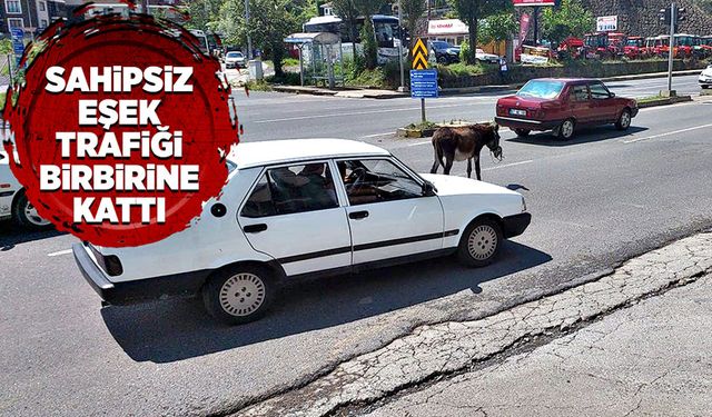 Sahipsiz eşek trafiği birbirine kattı