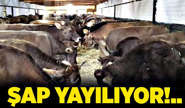 Şap yayılıyor!..