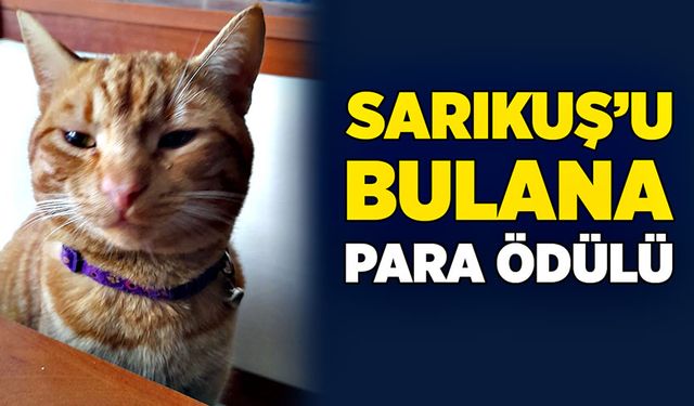 Sarıkuş’u bulana para ödülü