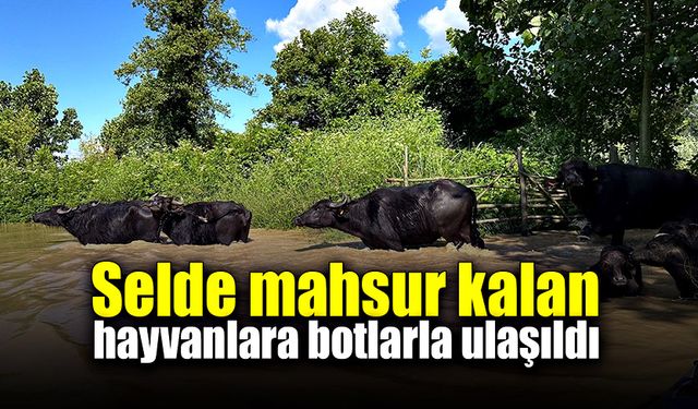 Mahsur kalan 100’e yakın hayvanlar botlarla kurtarıldı