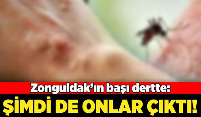 Zonguldak’ın başı dertte: Şimdi de onlar çıktı!