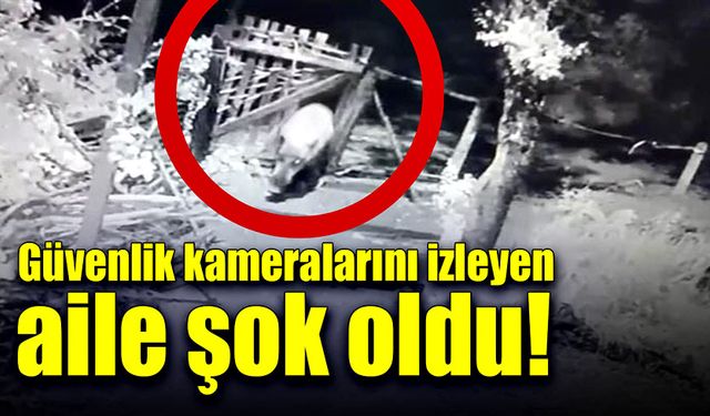 Güvenlik kameralarını izleyen aile şok oldu!