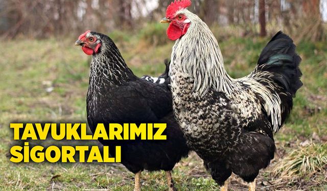 Tavuklarımız sigortalı