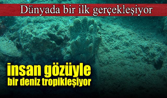 "Tropikleşme sürecinin en yoğun olarak görüldüğü yer Doğu Akdeniz"