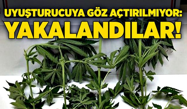 Uyuşturucuya göz açtırılmıyor: Yakalandılar!