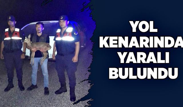 Alaplı’da yol kenarında  yaralı halde bulundu