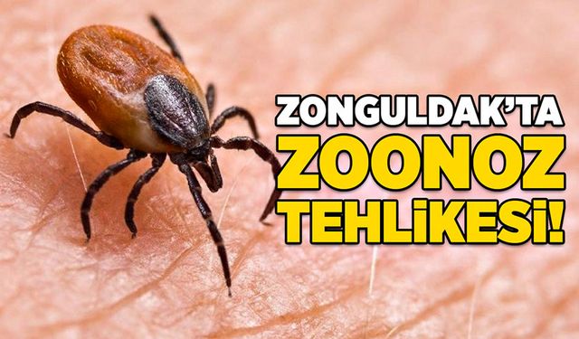 Zonguldak’ta zoonoz tehlikesi!