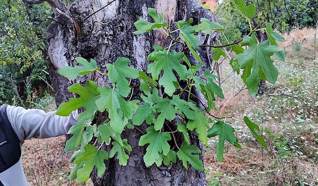 Elma ağacının gövdesinde incir fidanı yetişti