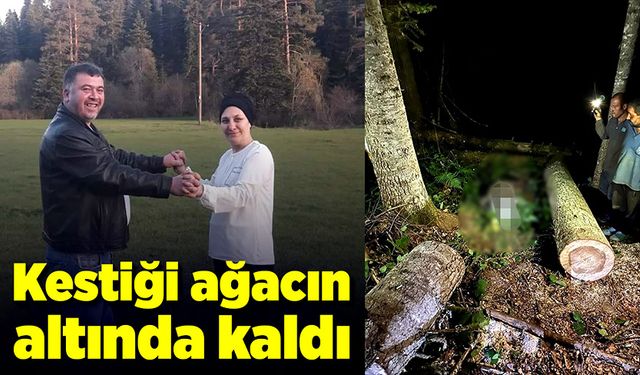 Motorlu testereyle kestiği ağaç sonu oldu!