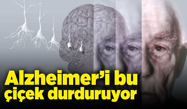 Bu çiçek Alzheimer’i durduruyor!