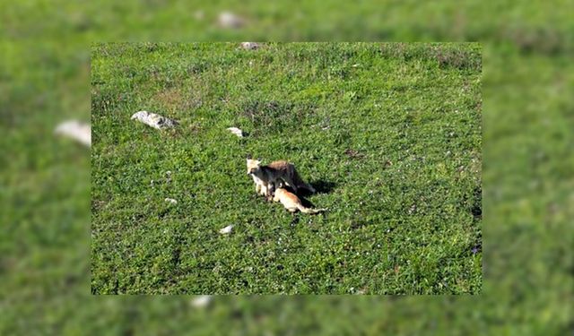 Yavrularını emziren anne tilki kamerada